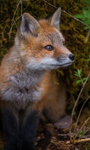 Preview wallpaper fox, wildlife, animal