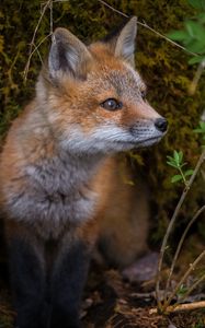 Preview wallpaper fox, wildlife, animal