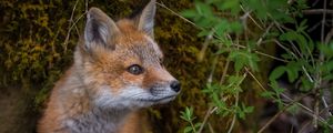 Preview wallpaper fox, wildlife, animal