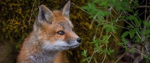 Preview wallpaper fox, wildlife, animal