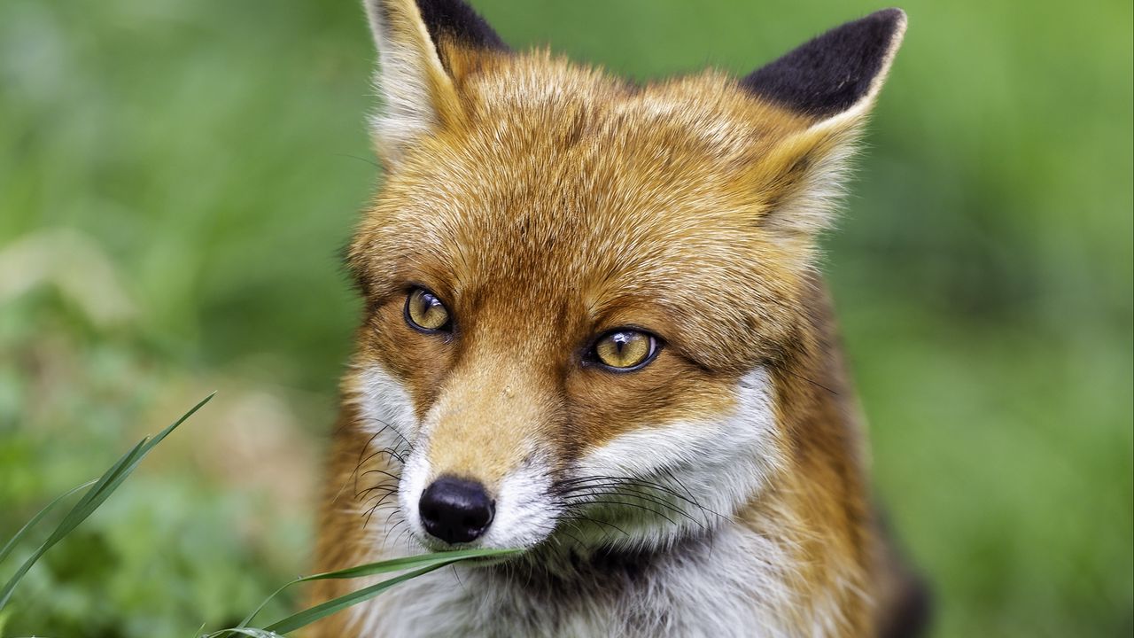 Wallpaper fox, wildlife, grass