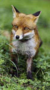 Preview wallpaper fox, wildlife, grass