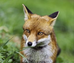 Preview wallpaper fox, wildlife, grass