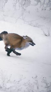 Preview wallpaper fox, winter, jogging, hunting