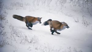 Preview wallpaper fox, winter, jogging, hunting