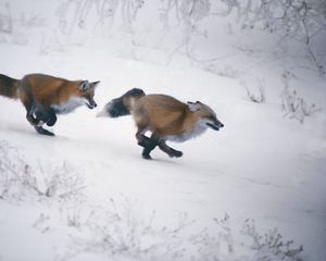 Preview wallpaper fox, winter, jogging, hunting