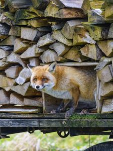 Preview wallpaper fox, wood, animal