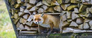 Preview wallpaper fox, wood, animal