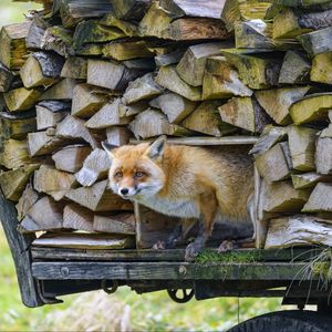 Preview wallpaper fox, wood, animal