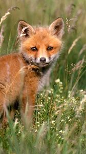 Preview wallpaper fox, young fox, grass, baby, walk