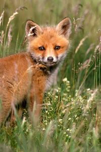 Preview wallpaper fox, young fox, grass, baby, walk
