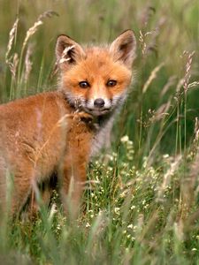 Preview wallpaper fox, young fox, grass, baby, walk