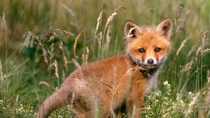 Preview wallpaper fox, young fox, grass, baby, walk