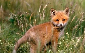 Preview wallpaper fox, young fox, grass, baby, walk