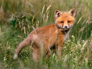 Preview wallpaper fox, young fox, grass, baby, walk