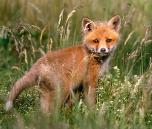 Preview wallpaper fox, young fox, grass, baby, walk