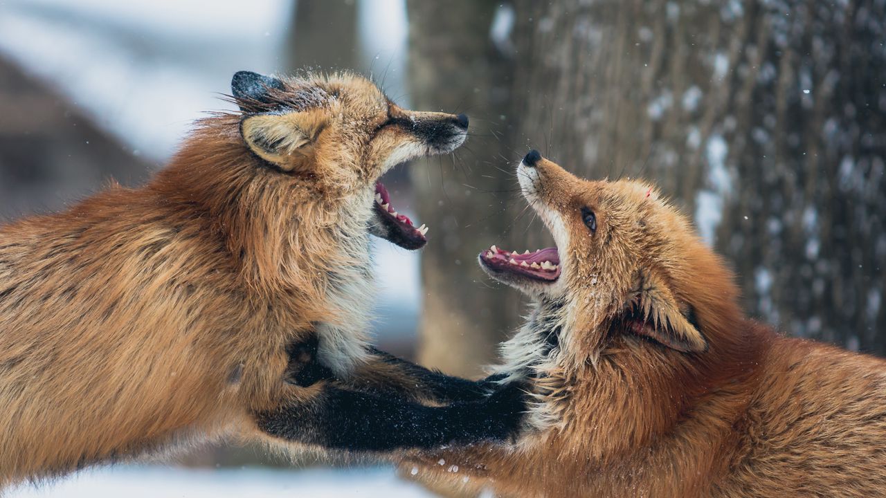Wallpaper foxes, couple, playful, aggression