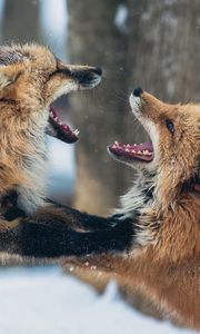 Preview wallpaper foxes, couple, playful, aggression