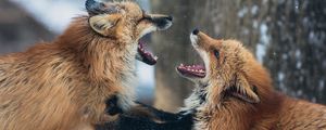 Preview wallpaper foxes, couple, playful, aggression