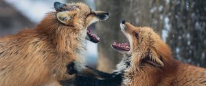 Preview wallpaper foxes, couple, playful, aggression