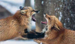 Preview wallpaper foxes, couple, playful, aggression