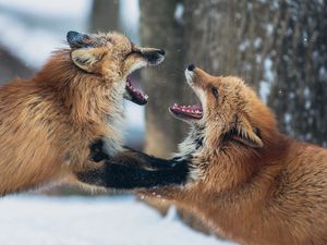 Preview wallpaper foxes, couple, playful, aggression