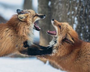 Preview wallpaper foxes, couple, playful, aggression