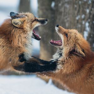 Preview wallpaper foxes, couple, playful, aggression