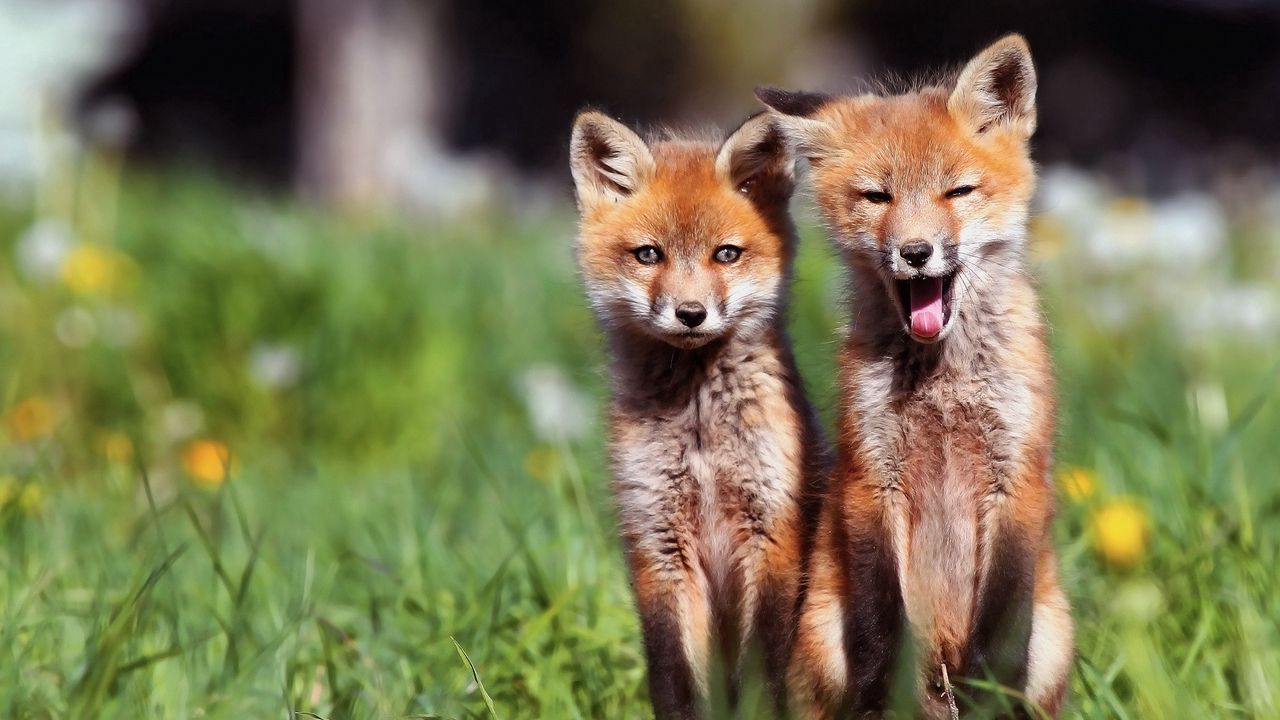 Wallpaper foxes, couple, sit
