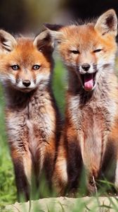 Preview wallpaper foxes, couple, sit