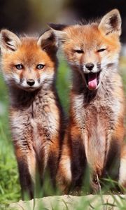 Preview wallpaper foxes, couple, sit