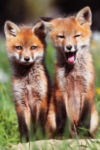 Preview wallpaper foxes, couple, sit