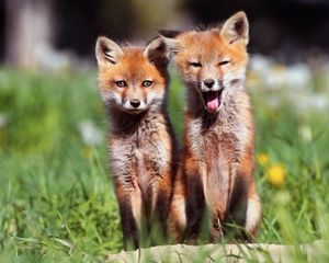 Preview wallpaper foxes, couple, sit