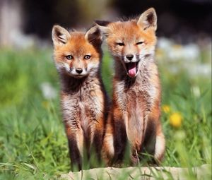 Preview wallpaper foxes, couple, sit
