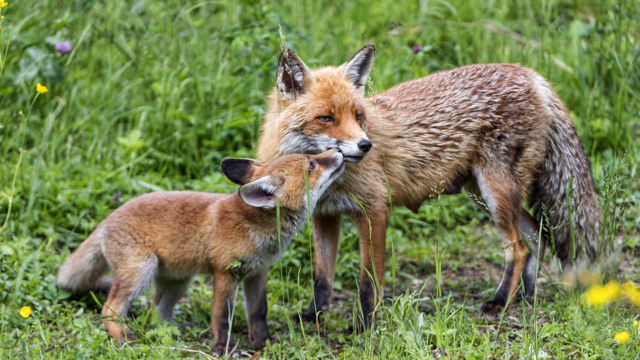 Wallpaper foxes, cub, mom, family, tenderness, care, cute