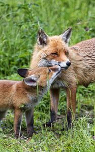 Preview wallpaper foxes, cub, mom, family, tenderness, care, cute