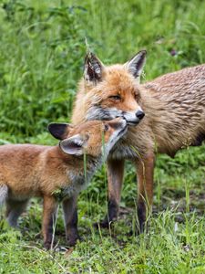 Preview wallpaper foxes, cub, mom, family, tenderness, care, cute