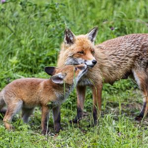 Preview wallpaper foxes, cub, mom, family, tenderness, care, cute