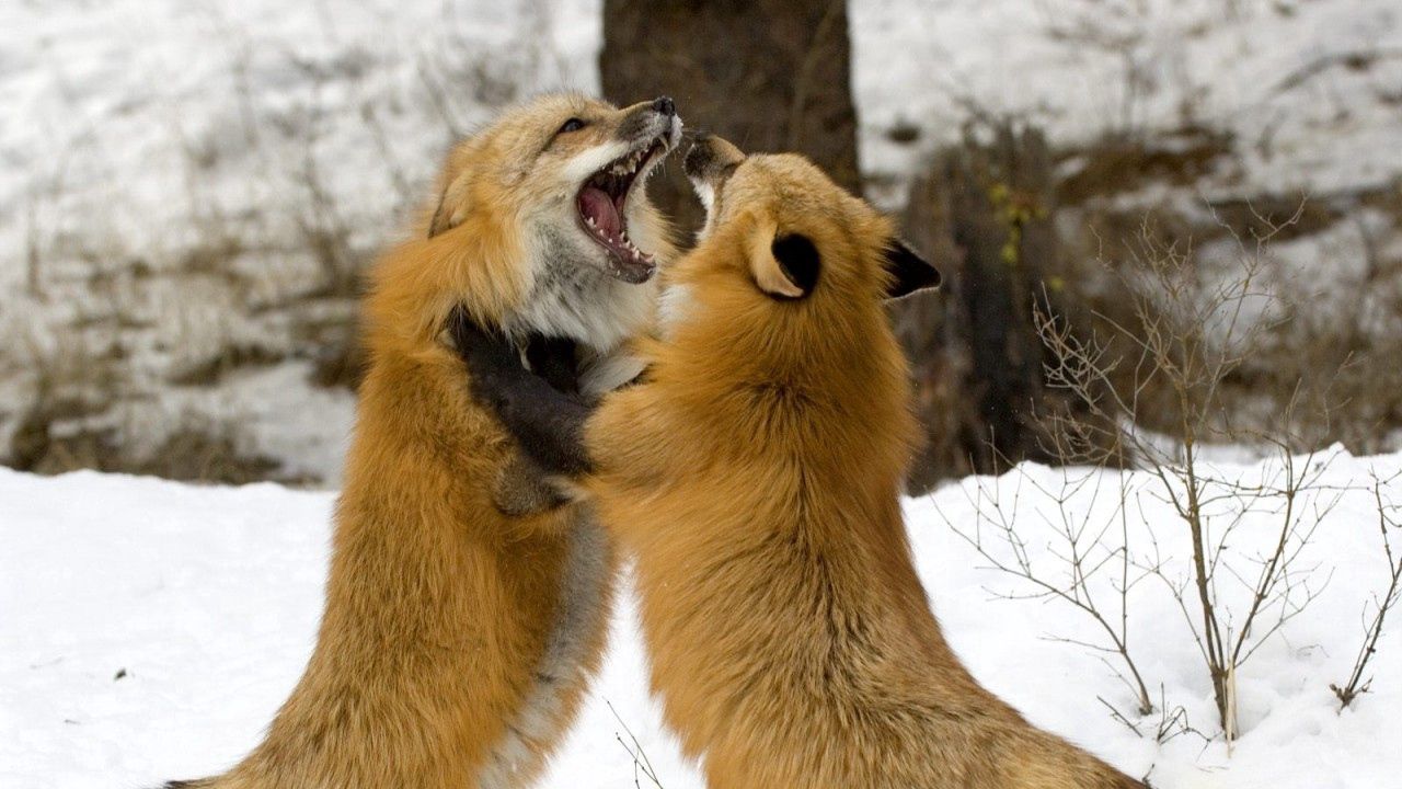 Wallpaper foxes, fight, couple, fox, snow