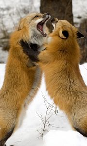 Preview wallpaper foxes, fight, couple, fox, snow