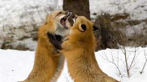 Preview wallpaper foxes, fight, couple, fox, snow