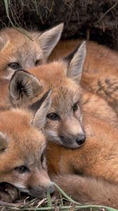 Preview wallpaper foxes, fox, cubs, down, three, warm