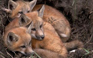 Preview wallpaper foxes, fox, cubs, down, three, warm