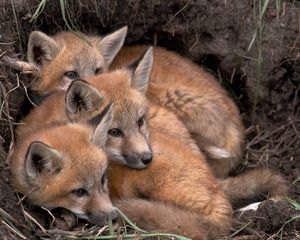 Preview wallpaper foxes, fox, cubs, down, three, warm