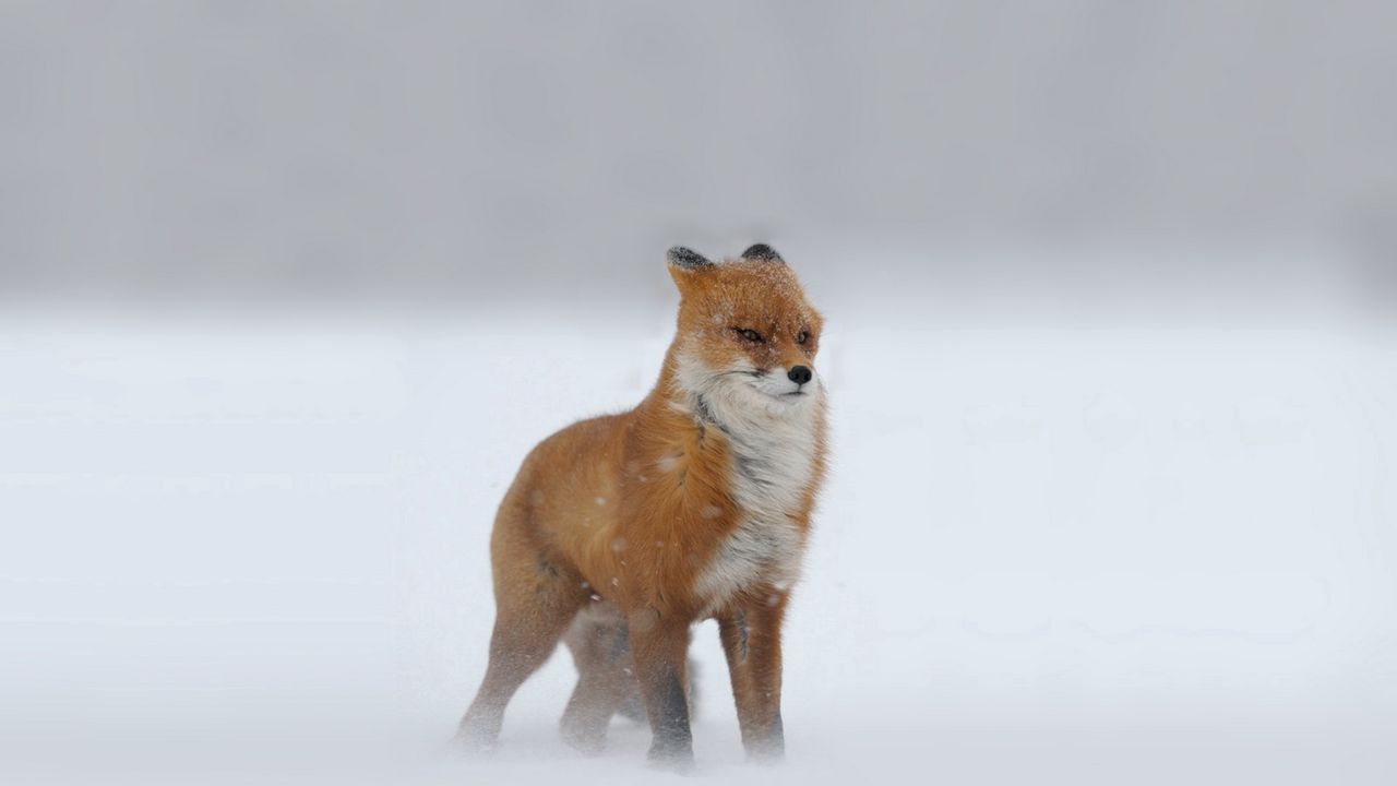 Wallpaper foxes, red-haired, looking, winter, snow, snowstorm