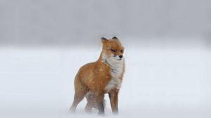Preview wallpaper foxes, red-haired, looking, winter, snow, snowstorm