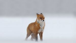 Preview wallpaper foxes, red-haired, looking, winter, snow, snowstorm