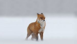 Preview wallpaper foxes, red-haired, looking, winter, snow, snowstorm