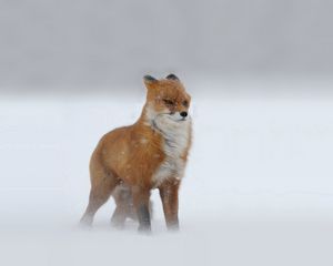 Preview wallpaper foxes, red-haired, looking, winter, snow, snowstorm