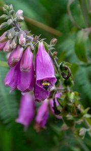 Preview wallpaper foxglove, bee, flower, macro, blur, purple